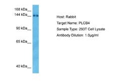 PLC-beta 4 Rabbit anti-Human, Polyclonal, Novus Biologicals 0.1 mL | Buy Online | Novus Biologicals | Fisher Scientific